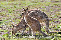 Eastern Grey Kangaroo (Macropus giganteus), mother with joey. Photo taken at the Warrumbungle National Park, New South Wales, Australia.