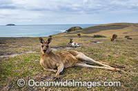 Mob of Eastern Grey Kangaroos (Macropus giganteus). Look At Me Now Headland, New South Wales, Australia.