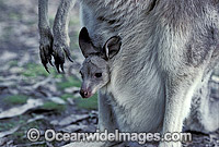 Eastern Grey Kangaroo (Macropus giganteus) - mother with joey in pouch. New South Wales, Australia