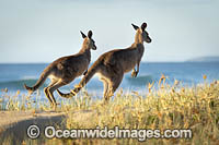 Eastern Grey Kangaroos (Macropus giganteus). Moonee Beach Nature Reserve. Near Coffs Harbour, New South Wales, Australia.
