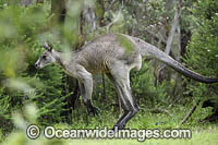 Eastern Grey Kangaroo (Macropus giganteus), male. Mornington Peninsula, Victoria, Australia.