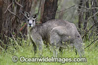 Eastern Grey Kangaroo (Macropus giganteus), male. Mornington Peninsula, Victoria, Australia.