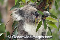 Koala (Phascolarctos cinereus), eating eucalypt gum tree leaves. Victoria, Australia.