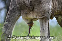 Eastern Grey Kangaroo (Macropus giganteus), male with penis protruding. Mornington Peninsula, Victoria, Australia.