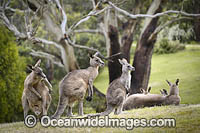 Eastern Grey Kangaroos (Macropus giganteus). Mornington Peninsula, Victoria, Australia.