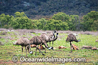Emu flock (Dromaius novaehollandiae) - grazing. Common throughout Australia in habitat ranging from semi-arid grasslands, scrublands, open woodlands to tall dense forests. Photo taken Warrumbungle National Park, New South Wales, Australia