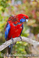 Crimson Rosella (Platycercus elegans elegans). Found in rainforests, wet eucalypt forests and forests near farm lands of the eastern coast and ranges of south-eastern Australia. Photo taken Lamington World Heritage National Park, Queensland, Australia