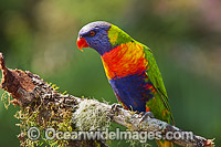 Rainbow Lorikeet (Trichoglossus haematodus). Found in all forests, woodlands and gardens throughout Australia. Photo taken at Coffs Harbour, New South Wales, Australia.