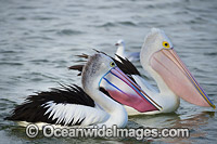 Australian Pelicans (Pelecanus conspicillatus), during breading season showing the color change of the bill and pouch. Found throughout Australia and New Guinea. Also in Fiji and parts of Indonesia and New Zealand. Central New South Wales coast, Australia