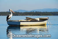 Australian Pelican (Pelecanus conspicillatus), resting on a boat. This large water bird is found throughout Australia and New Guinea. Also in Fiji and parts of Indonesia and New Zealand. Central New South Wales coast, Australia.