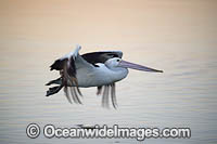 Australian Pelican (Pelecanus conspicillatus), in flight. This large water bird is found throughout Australia and New Guinea. Also in Fiji and parts of Indonesia and New Zealand. Central New South Wales coast, Australia.