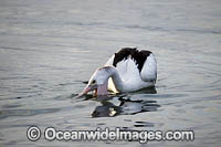 Australian Pelican (Pelecanus conspicillatus), fishing. This large water bird is found throughout Australia and New Guinea. Also in Fiji and parts of Indonesia and New Zealand. Central New South Wales coast, Australia.