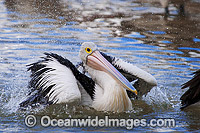 Australian Pelican (Pelecanus conspicillatus), washing itself on the surface of the ocean. This large water bird is found throughout Australia and New Guinea. Also in Fiji and parts of Indonesia and New Zealand. Central New South Wales coast, Australia.