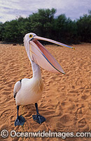 Australian Pelican (Pelecanus conspicillatus). This large water bird is found throughout Australia and New Guinea. Also in Fiji and parts of Indonesia and New Zealand. Photo taken at Shark Bay, Western Australia.