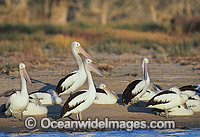 Australian Pelicans (Pelecanus conspicillatus), resting beside Menindee Lake, near Broken Hill, NSW, Australia. This large water bird is found throughout Australia and New Guinea. Also in Fiji and parts of Indonesia and New Zealand.