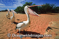 Australian Pelican (Pelecanus conspicillatus). This large water bird is found throughout Australia and New Guinea. Also in Fiji and parts of Indonesia and New Zealand. Photo taken at Shark Bay, Western Australia.