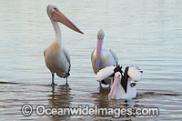 Australian Pelican (Pelecanus conspicillatus). This large water bird is found throughout Australia and New Guinea. Also in Fiji and parts of Indonesia and New Zealand. Photo taken at Central Coast, NSW, Australia.