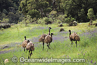 Flock of Emus (Dromaius novaehollandiae). Common throughout Australia in habitat ranging from semi-arid grasslands, scrublands, open woodlands to tall dense forests. Photo taken in Warrumbungle National Park, NSW, Australia.
