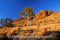 Ghost gum and MacDonnell Ranges at sunrise. Central Australia