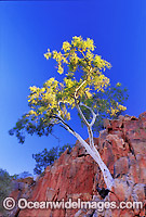 Ghost gum on a cliff face. MacDonnell Ranges, Northern Territory, Central Australia.