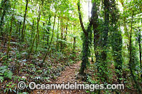 Border Track winding through sub-tropical rainforest. Lamington World Heritage National Park, Queensland, Australia.