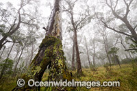 Snow gum forest cloaked in mist, on the Great Escarpment situated in Gondwana Rainforest, New England National Park, NSW, Australia. This rainforest is inscribed on the World Heritage List in recognition of its outstanding universal value.