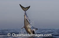 Great White Shark (Carcharodon carcharias), breaching on a seal decoy. Seal Island, False Bay, South Africa. Sequence 2.