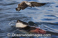 Great White Shark (Carcharodon carcharias), predatory event on a Cape Fur Seal. The Black-backed Kelp Gull benifits from the meal also. Seal Island, False Bay, South Africa.