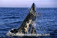 Great White Shark (Carcharodon carcharias) breaching on surface whilst attacking Cape Fur Seal (Arctocephalus pusillus pusillus). False Bay, South Africa. Protected species. Sequence - C3.