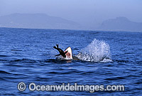 Great White Shark (Carcharodon carcharias) breaching on surface whilst attacking Cape Fur Seal (Arctocephalus pusillus pusillus). False Bay, South Africa. Protected species.