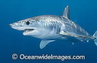 Shortfin Mako Shark (Isurus oxyrinchus). Also known as Mako Shark, Blue Pointer, Mackeral Shark and Snapper Shark. San Diego, California, USA, eastern Pacific Ocean. Found in both tropical and temperate seas of the world.