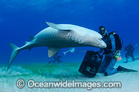 Diver with a Tiger Shark (Gelocerdo cuvier), in a tonic immobility display during a shark feed at Fish Tales near Tiger Beach, Grand Bahama Bank, Caribbean Sea, Atlantic Ocean. Found in tropical seas, with seasonal sightings in warm temperate areas.