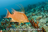 Hogfish (Lachnolaimus maximus) photographed on the Breakers Reef in Palm Beach, Florida, USA. This species of wrasse, which can reach 3ft. in length, is endangered due to overfishing. It starts life off as a female then turns into a male.