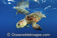 Loggerhead Sea Turtle (Caretta caretta), male approaching a female in Palm Beach County, FLorida, USA. Florida is home to half of the world's population, and Palm Beach County is a major nesting location.