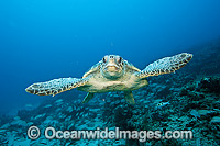 Loggerhead Sea Turtle (Caretta caretta). Photo was taken off Palm Beach, Florida, USA. Found in tropical and warm temperate seas worldwide. Endangered species listed on IUCN Red list.