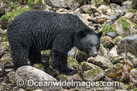 Black Bear (Ursus americanus vancouveri), searching for food at low tide along the beach in Clayoquot Sound, a UNESCO World Biosphere Reserve located near Tofino in the western coast of Vancouver Island, Bristish Columbia, Canada.