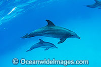 Bottlenose Dolphin (Tursiops truncatus) - pair. Cocos (Keeling) Islands, Australia. Found in tropical and sub-tropical oceans throughout the world.