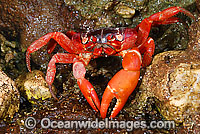 Christmas Island Red Crab (Gecarcoidea natalis) - on beach rock. A species of terrestrial crab endemic to Cristmas Island, situated in the Indian Ocean, Australia. It is estimated that as many as 120 million crabs live on the island.