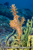 Harlequin Ghost Pipefish (Solenostomus paradoxus), amongst arms of a Crinoid Feather Star. Philippines.