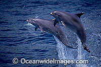 Bottlenose Dolphin (Tursiops truncatus) breaching. Found in tropical & sub-tropical oceans throughout the world. Captive dolphins were photographed leaping & digitally placed onto an ocean surface background.