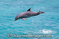 Bottlenose Dolphin (Tursiops truncatus) breaching. Found in tropical & sub-tropical oceans throughout the world. Photo taken at Netherlands Antilles, Caribbean.