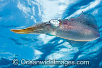 Caribbean Reef Squid (Sepioteuthis sepioidea). Also known as Reef Squid. Found throughout the Caribbean Sea, including coastal Florida, USA