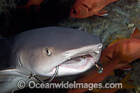 Whitetip Reef Shark (Triaenodon obesus) with fishing hooks in it's mouth. Photo taken in Hawaii, USA