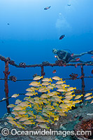 Diver exploring the wreck of the Sea Tiger off Waikiki, Oahu, Hawaii, with schooling Blue Striped Snapper (Lutjanus kasmira). USA.
